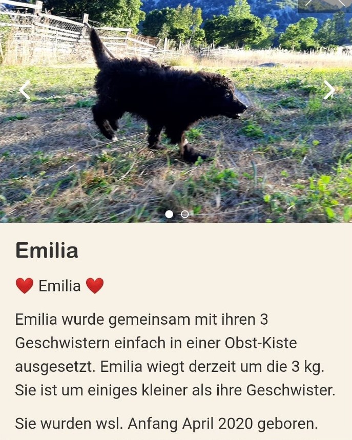 Die Abbildung zeigt einen Screenshot einer Anzeige von einer Tierschutzorganisation. Über dem Anzeigentext befindet sich das Foto eines schwarzen Hundewelpen, der auf einer Wiese spielt. Der Anzeigentext beginnt mit dem Namen des Welpen, Emilia, mit jeweils einem roten Herz-Emoji davor und danach. Der Text des folgenden Absatzes lautet: Emilia wurde gemeinsam mit ihren 3 Geschwistern einfach in einer Obst-Kiste ausgesetzt. Emilia wiegt derzeit um die 3 kg. Sie ist um einiges kleines als ihre Geschwister. Sie wurden wsl. Anfang April 2020 geboren.