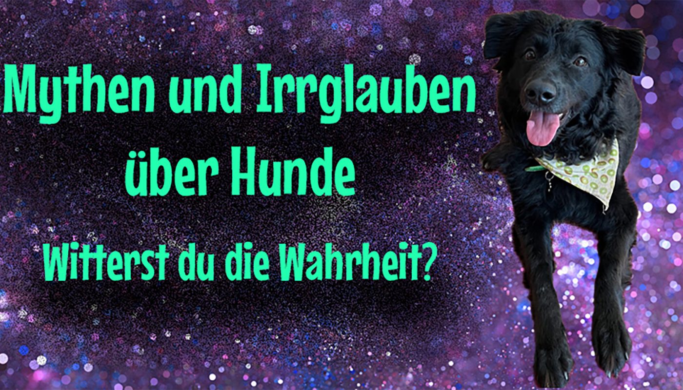 Mythen und Irrglauben über Hunde