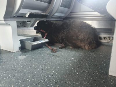 Foto eines schwarzen Hundes, der etwas im Maul trägt. Er verkriecht sich unter den Sitzen eines Zugwaggons.