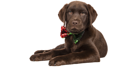 Ein schokoladebrauner Labrador Retriever.