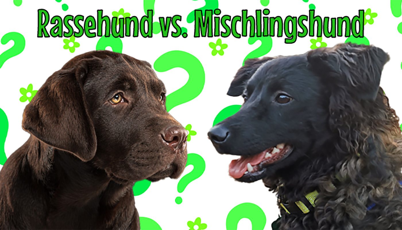 Anfälliger für Krankheiten: Rassehund vs. Mischlingshund