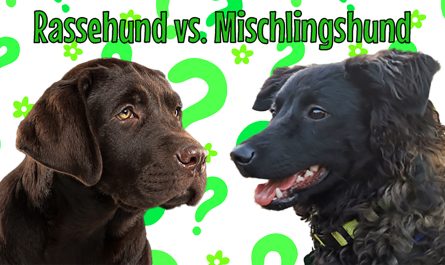 Beitragsbild zum Beitrag mit dem Titel "Anfälliger für Krankheiten: Rassehund vs. Mischlingshund". Es zeigt zwei zueinander schauende Hunde auf grünem Hintergrund mit einem Muster aus grünen Fragezeichen. Der Hund links ist ein dunkelbrauner Labrador-Welpe, der Hund links ist ein nicht weiter definierbarer schwarzer Mischlingshund.